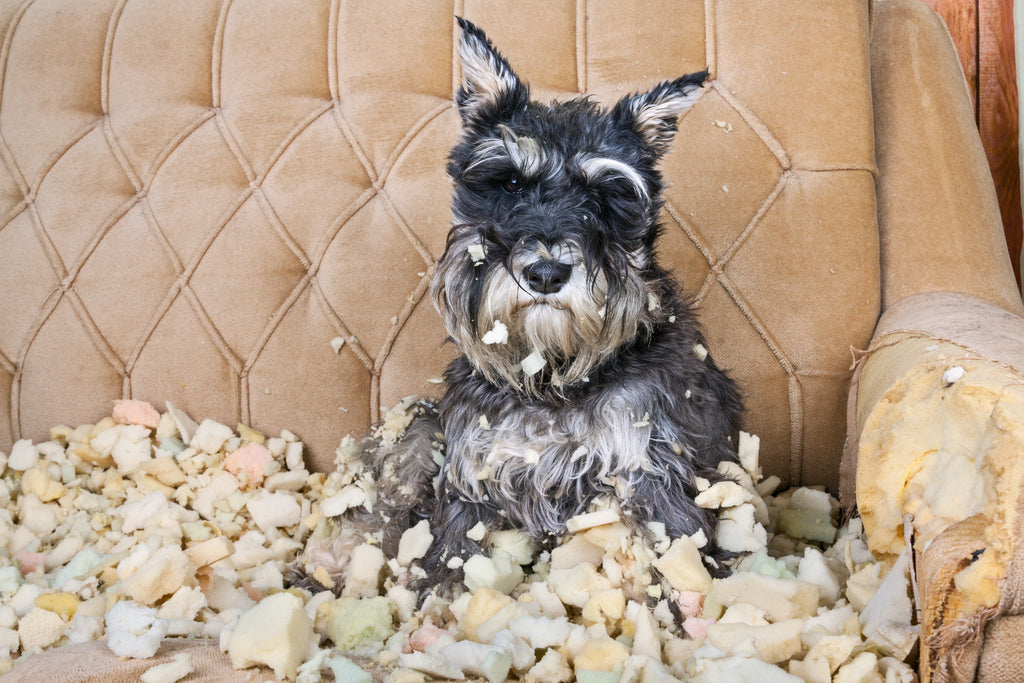 Destructive Chewing | How to Stop Your Dog Chewing Things