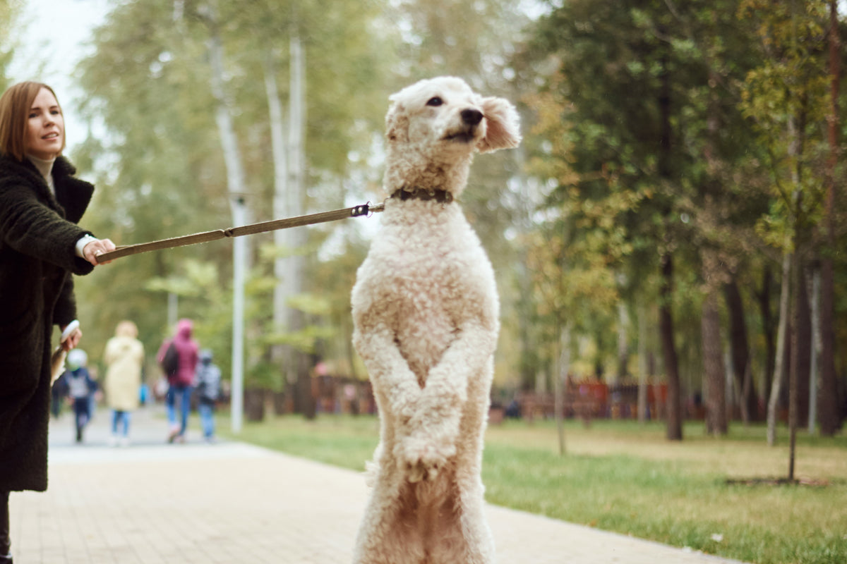 How to Get a Dog to Listen When Distracted Skipper s Pet Products