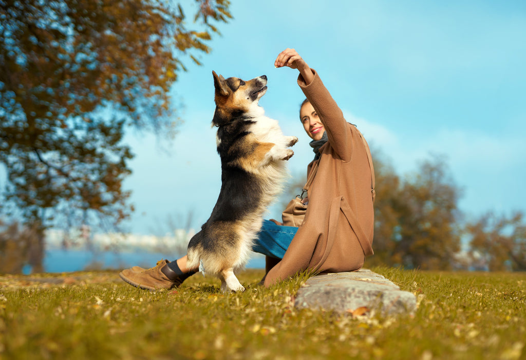 Positive Reinforcement Dog Training | Training with Rewards