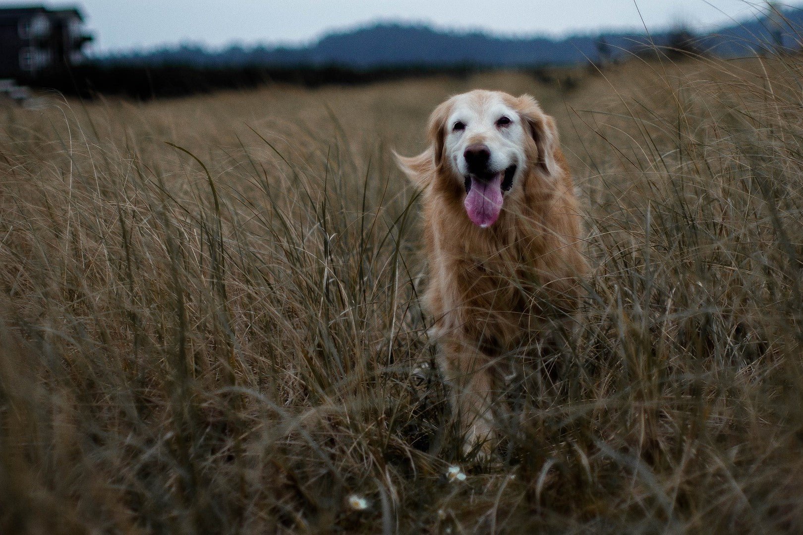 Can You Train Your Senior Dog? | Tips for Training an Older Dog - Skipper's Pet Products