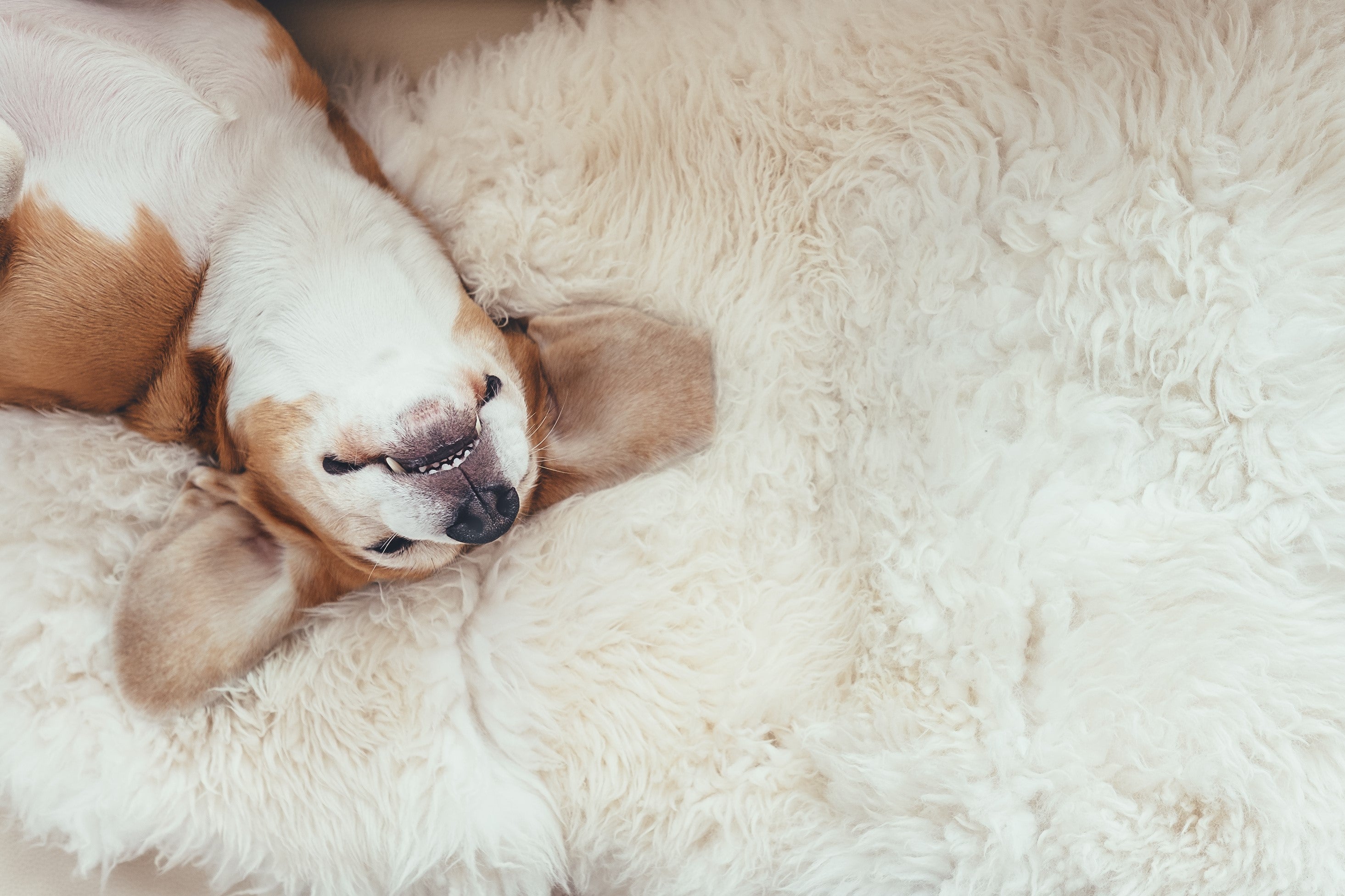 Do Dogs Dream? | What Do Dogs Dream About? - Skipper's Pet Products