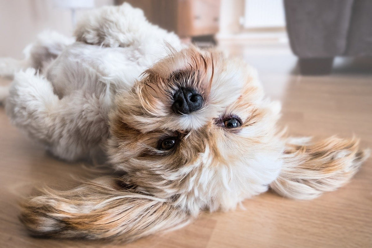 Lhasa apso sales limping back leg