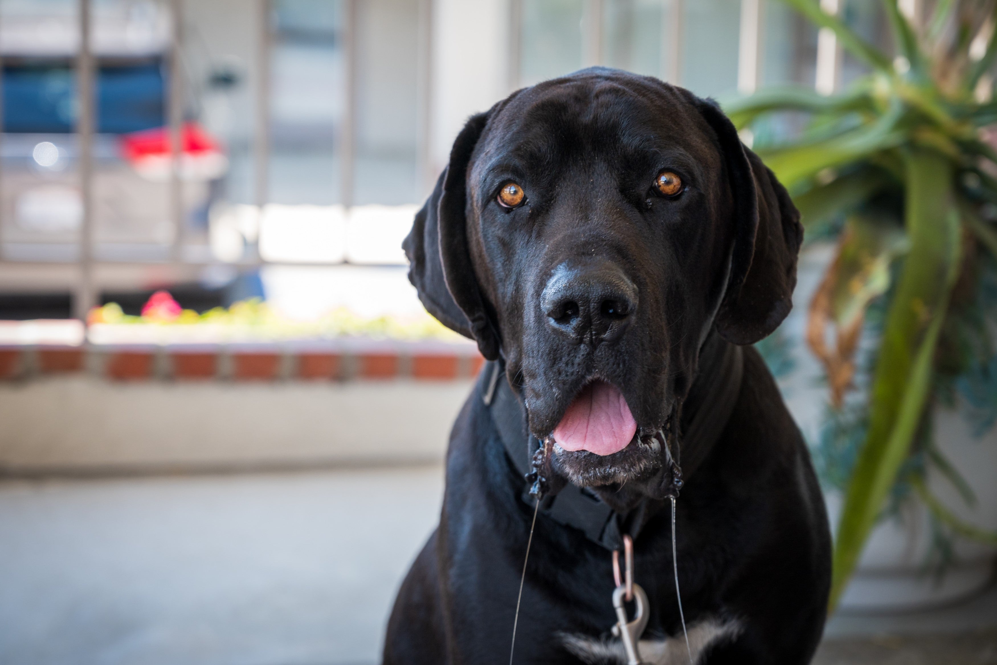 Why is My Dog Drooling? - Skipper's Pet Products