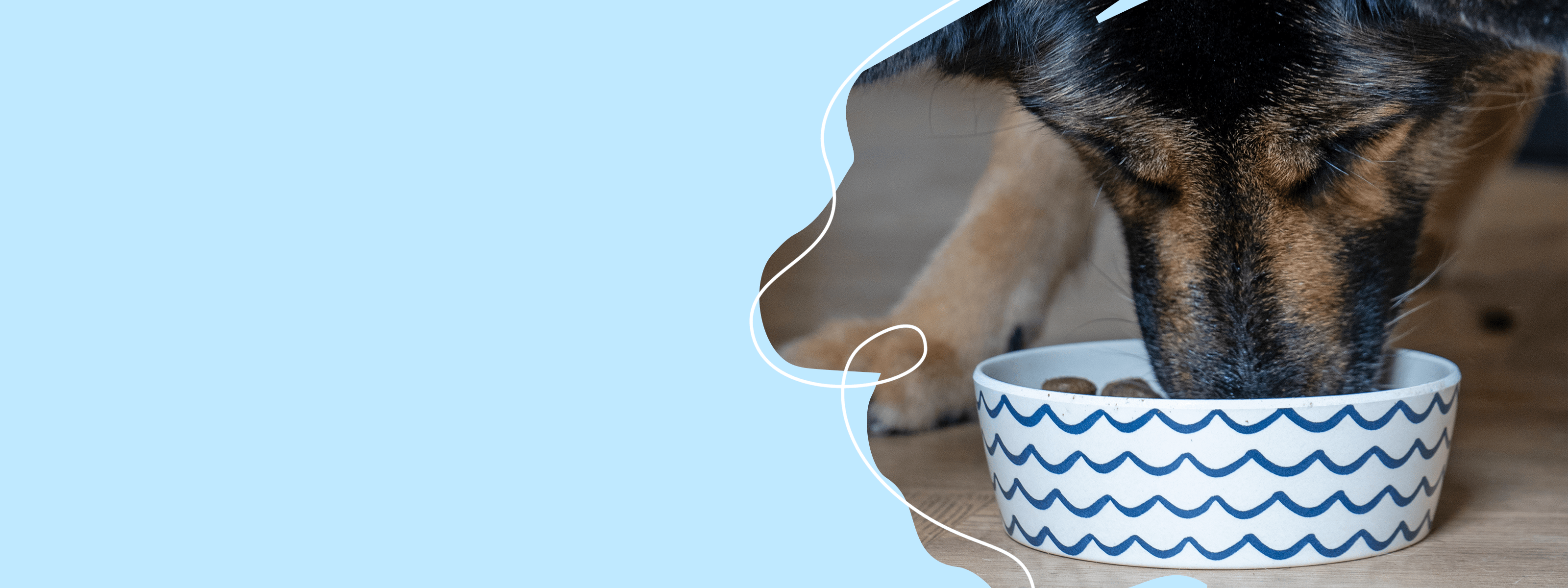 Picture Idea: Grain Free Dog Food Healthy Dog Food Without Grains