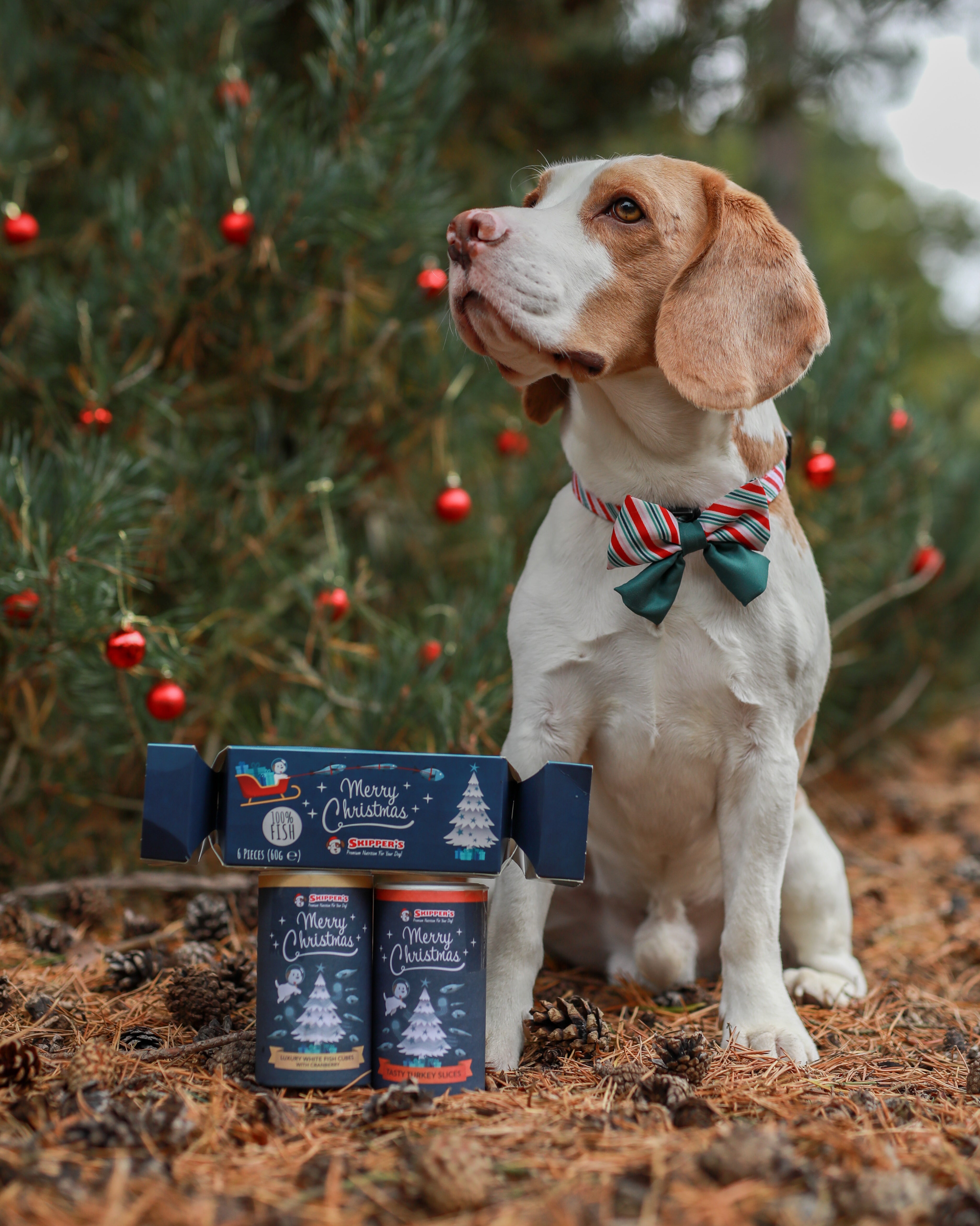 Dog next to christmas tree with Skipper's christmas bundle