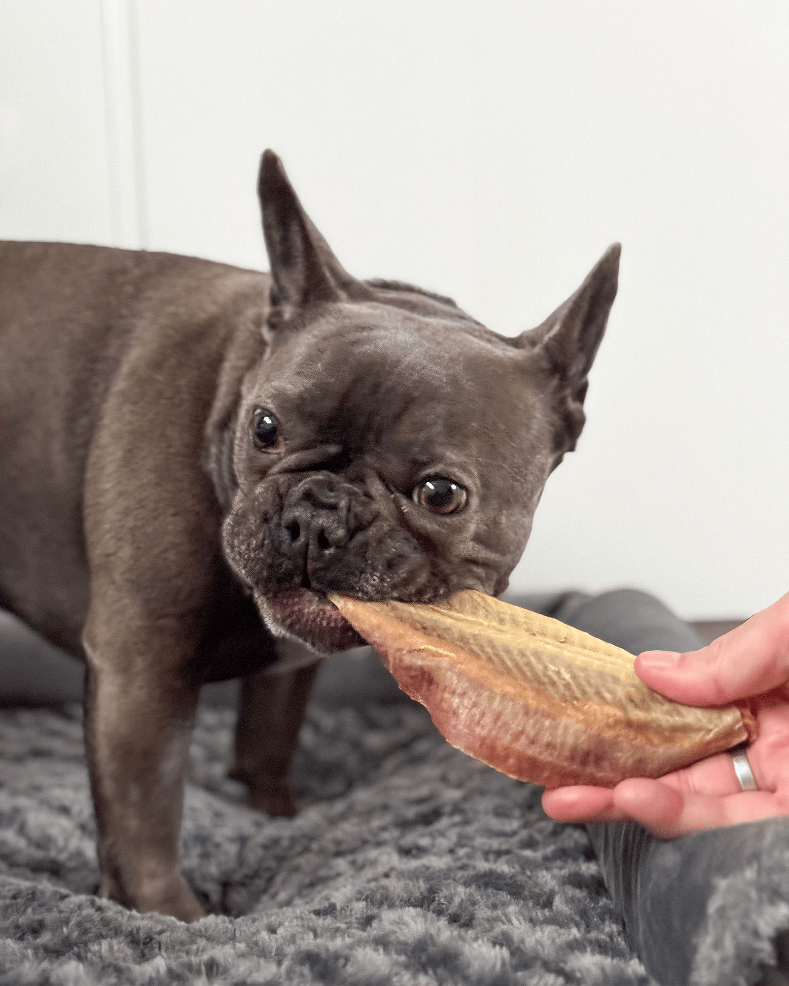 Dried Plaice Fillets - Skipper's Pet Products