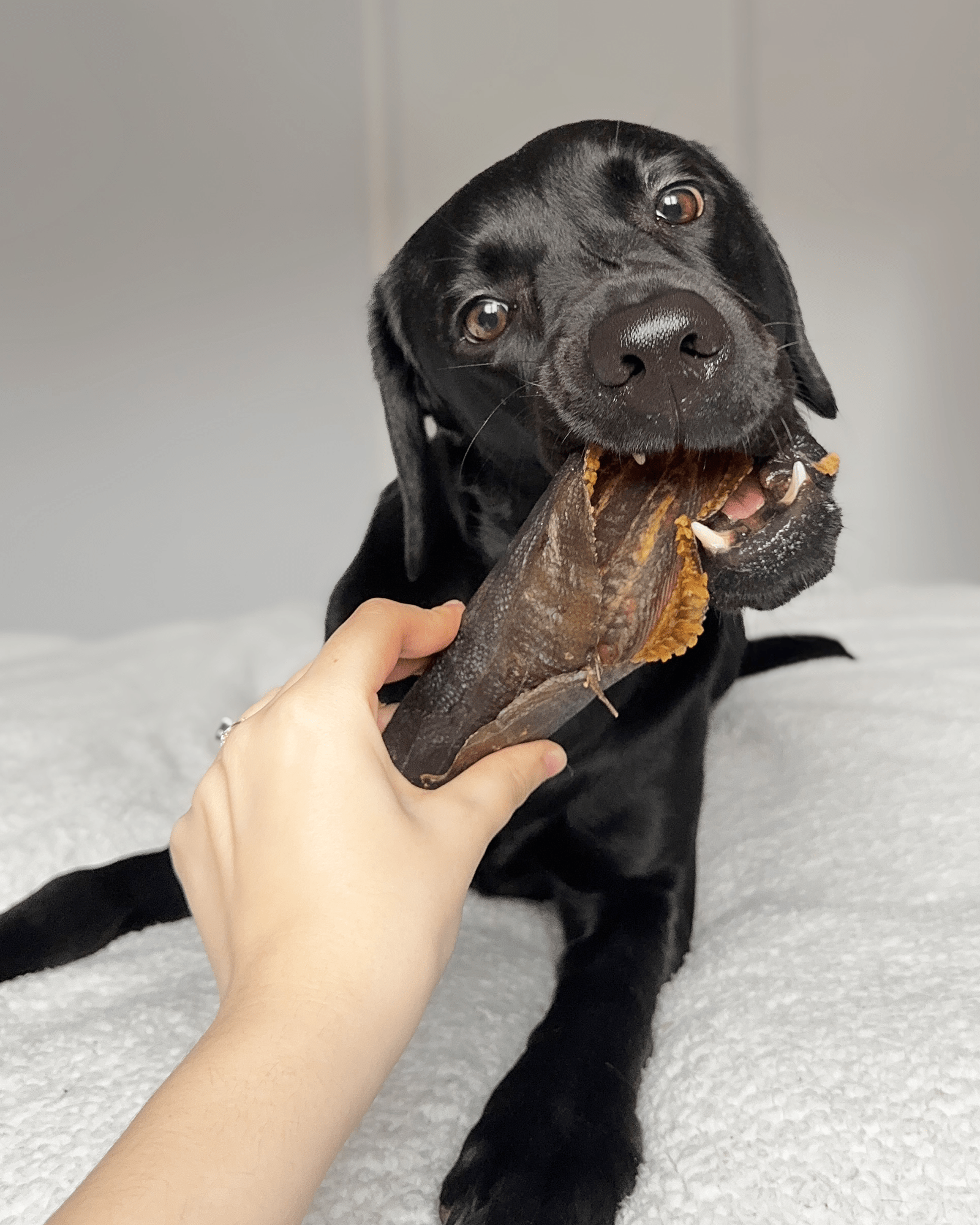 Dried Plaice Fillets - Skipper's Pet Products