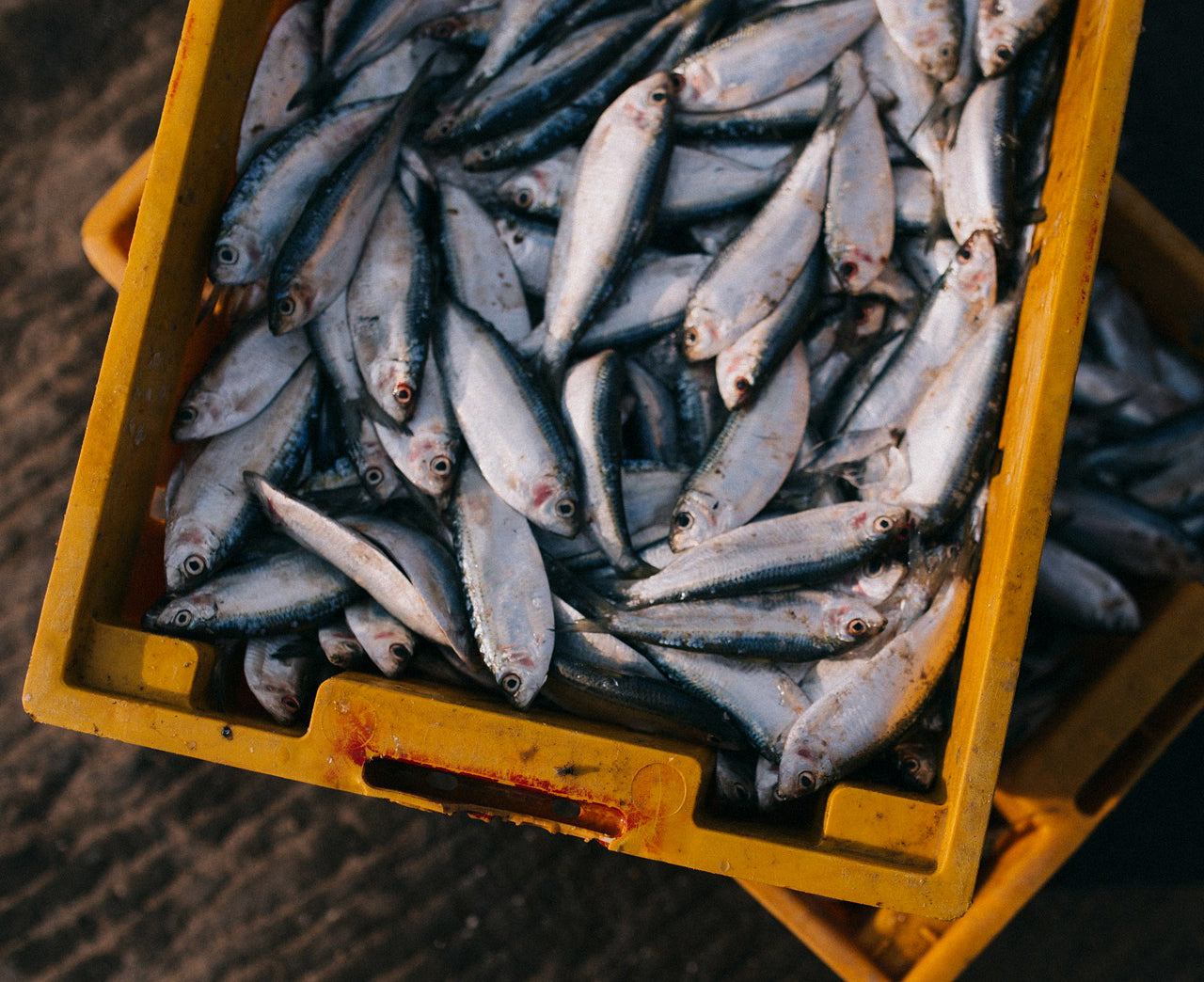 fresh fish in a box