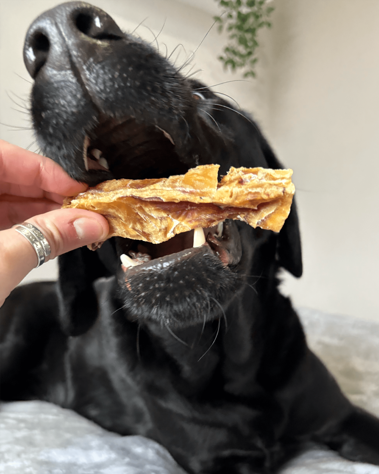 Fish Fillet Fingers - Skipper's Pet Products