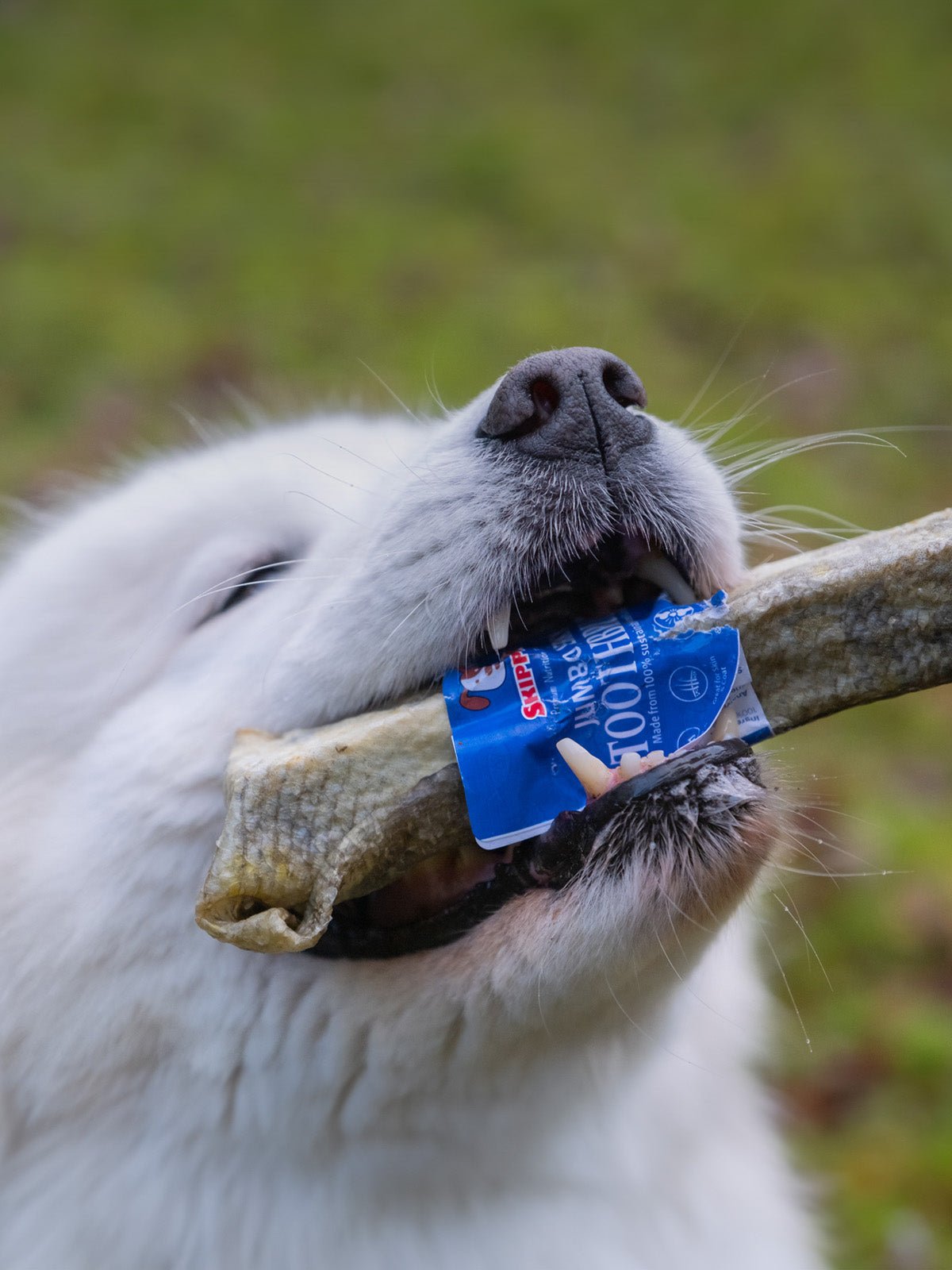 Jumbo Jerky Toothbrush - 100% Cod - Skipper's Pet Products