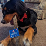 Jumbo Jerky Toothbrush - 100% Cod - Skipper's Pet Products