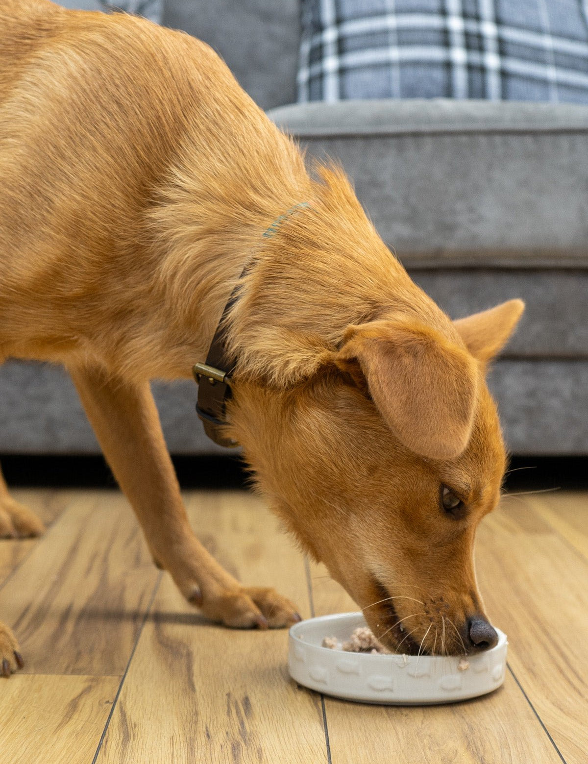 Salmon Pate - Skipper's Pet Products