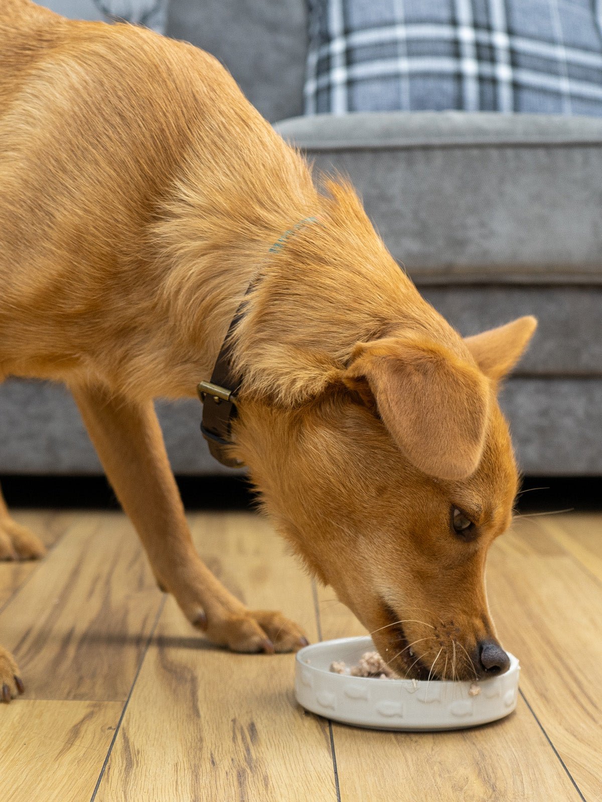 Salmon Pate - Skipper's Pet Products