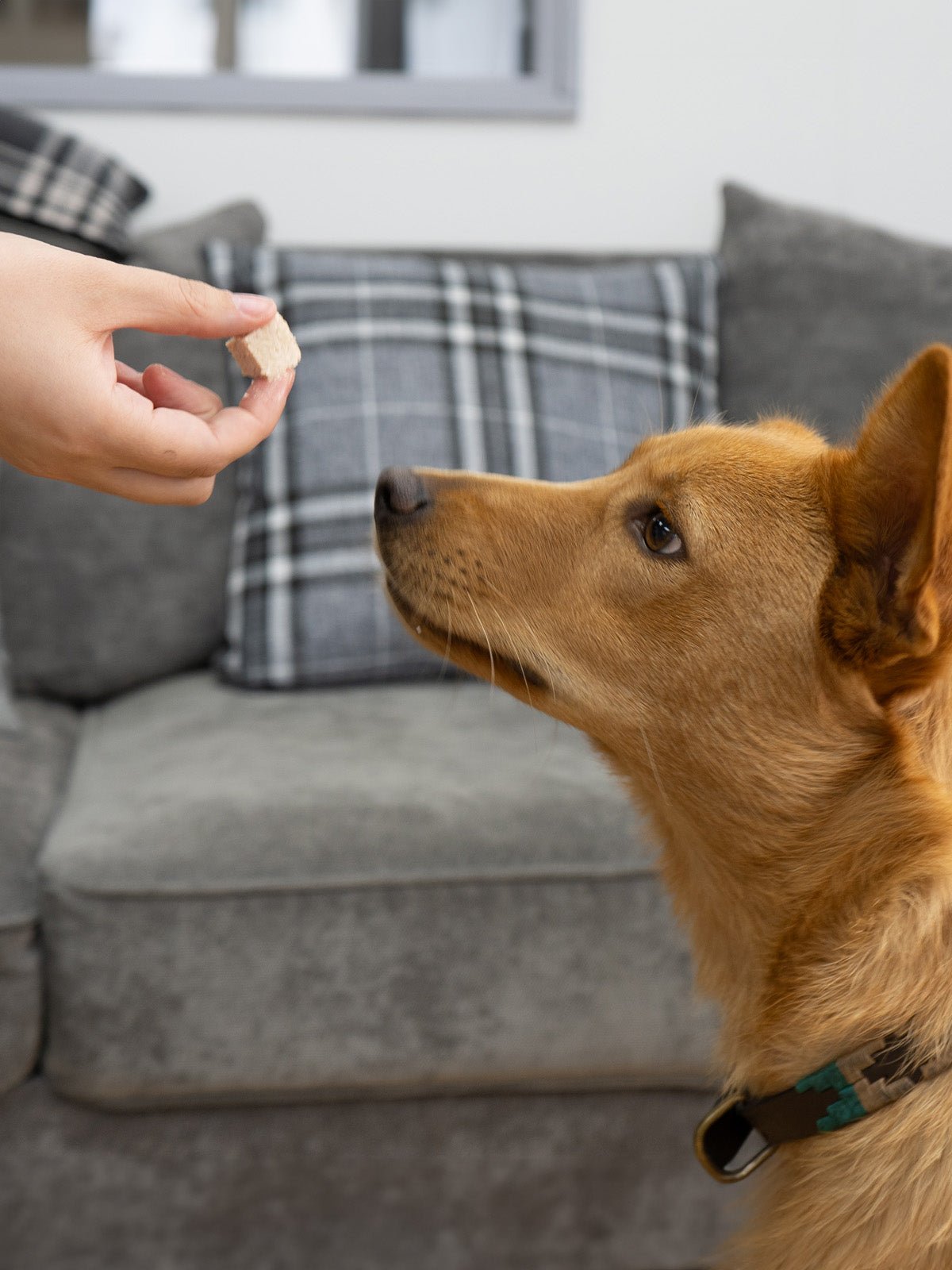 Salmon Pate - Skipper's Pet Products