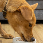 Salmon Pate - Skipper's Pet Products