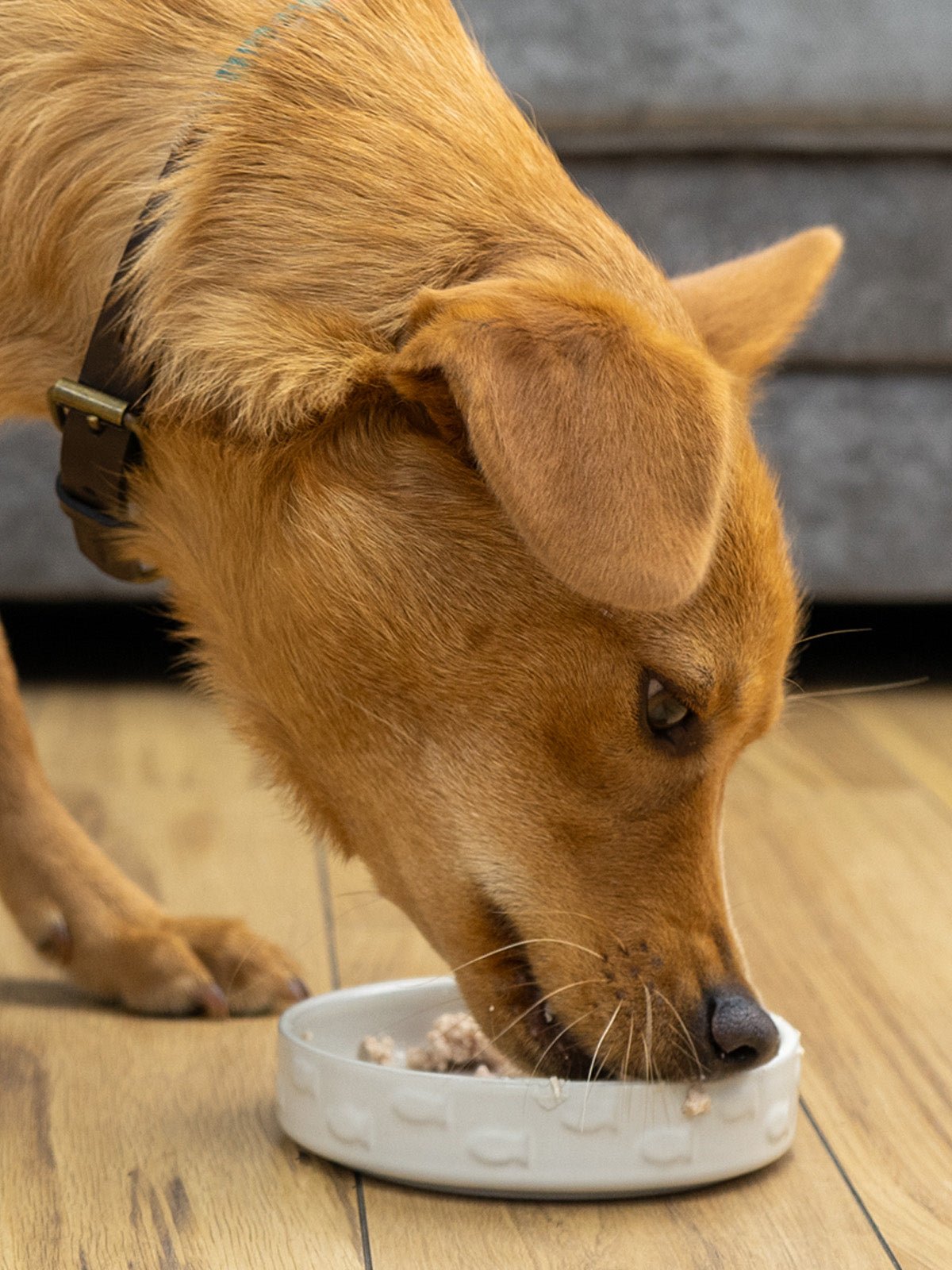 Salmon Pate - Skipper's Pet Products