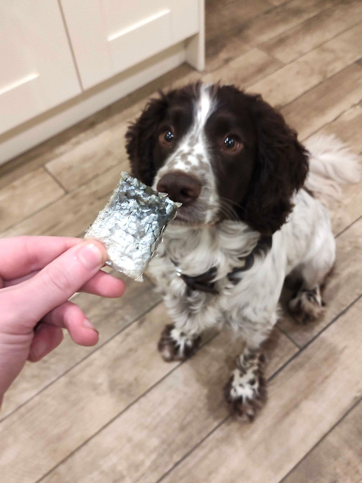 Salmon Skin Snacks - Skipper's Pet Products