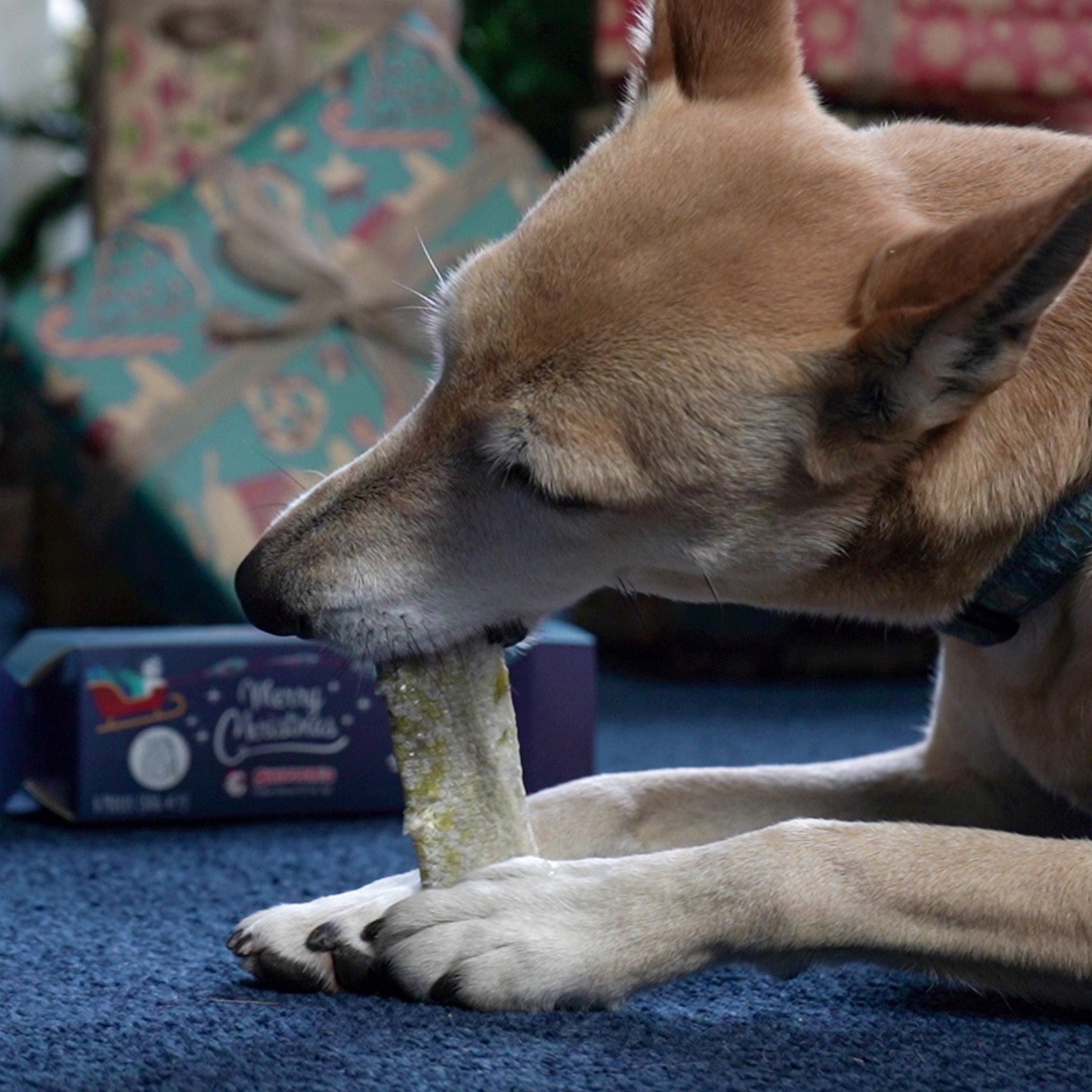 Dog chewing Fish Skin Flattie from Skipper's christmas cracker