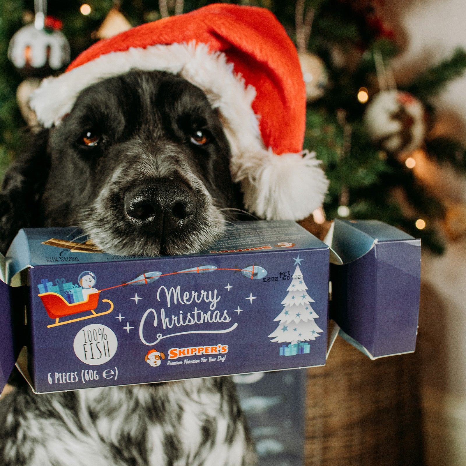 Dog wearing a Santa hat with a Skippy's Christmas treat box in front of a decorated Christmas tree.