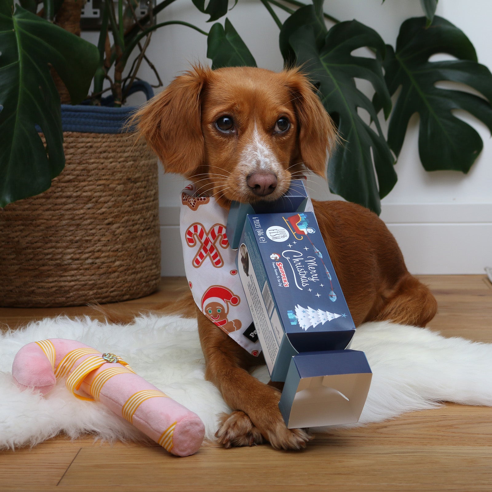 Cockapoo with Skipper's christmas cracker