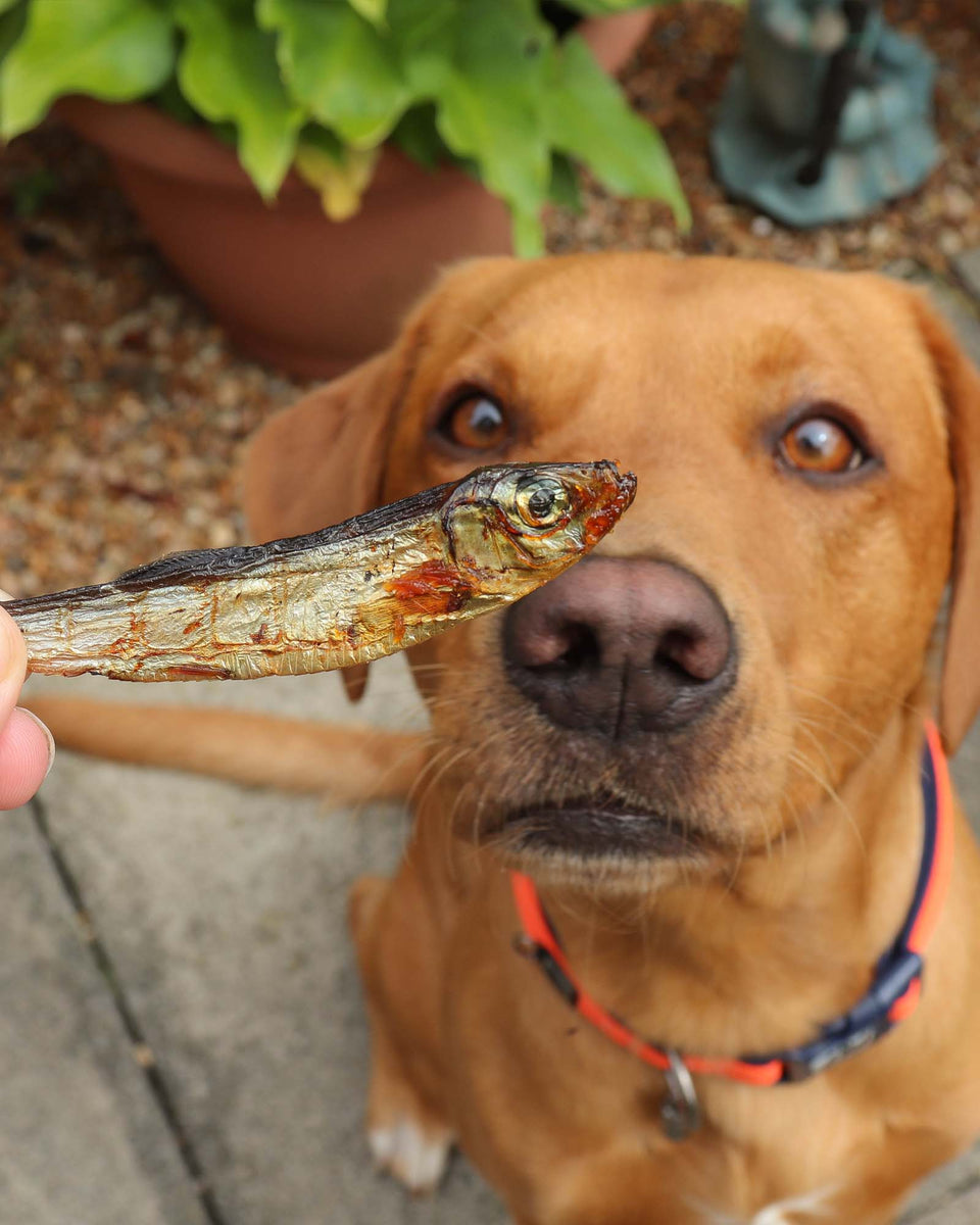 Dried Sprats Skipper s Pet Products