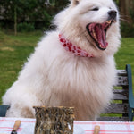 Fish Skin Mighty Bars - Skipper's Pet Products