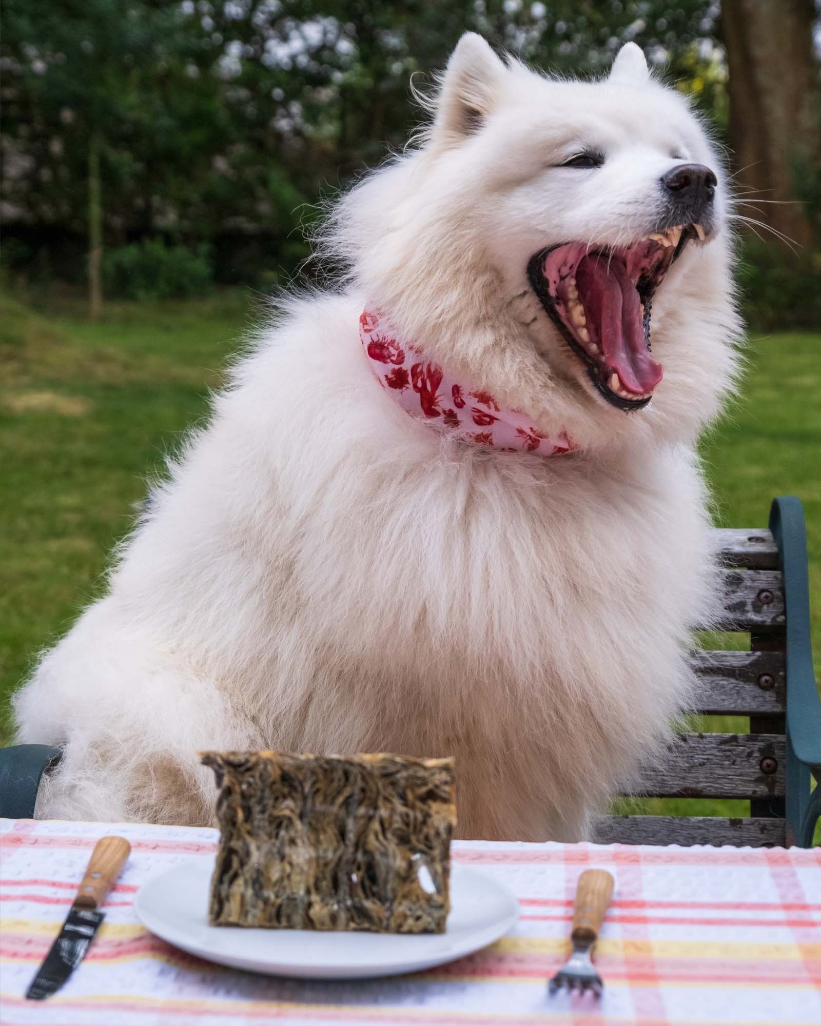 Fish Skin Mighty Bars - Skipper's Pet Products