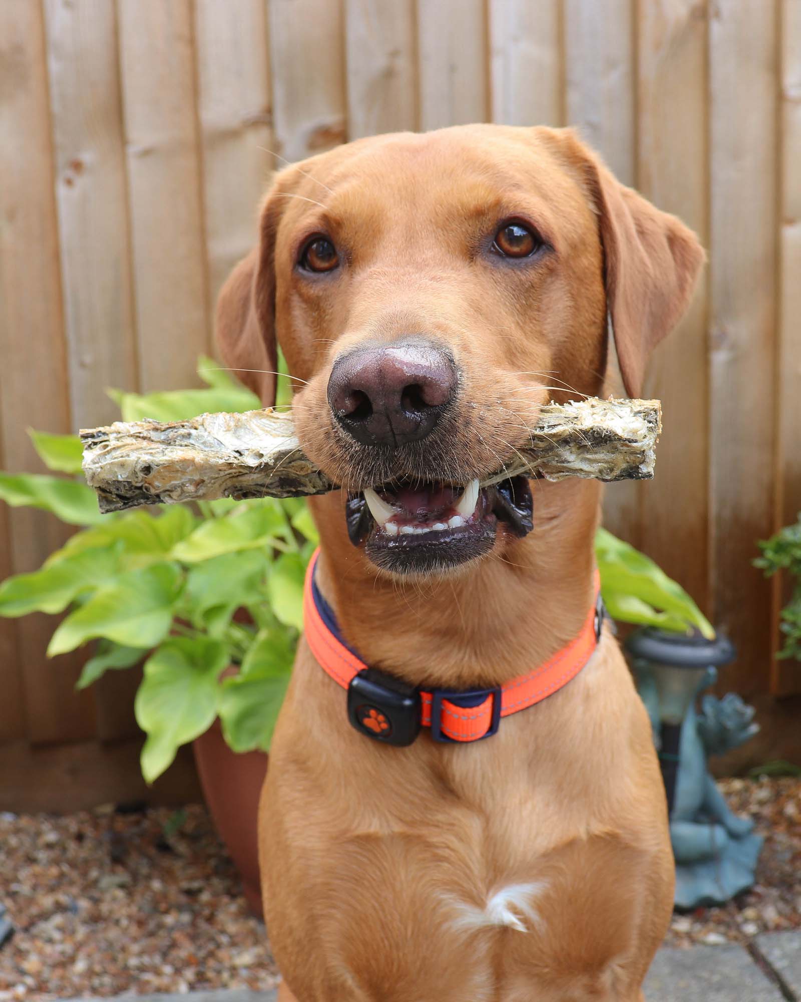 Fish Skin Strips - Skipper's Pet Products