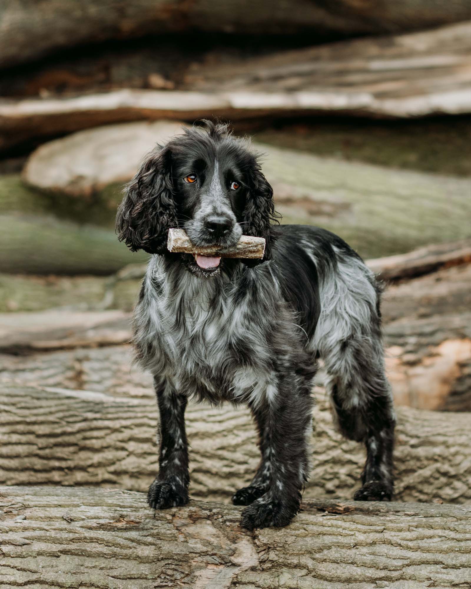 Fish Skin Throw Sticks - Skipper's Pet Products