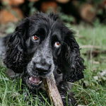 Fish Skin Throw Sticks - Skipper's Pet Products