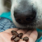 Fish Training Treats - Skipper's Pet Products