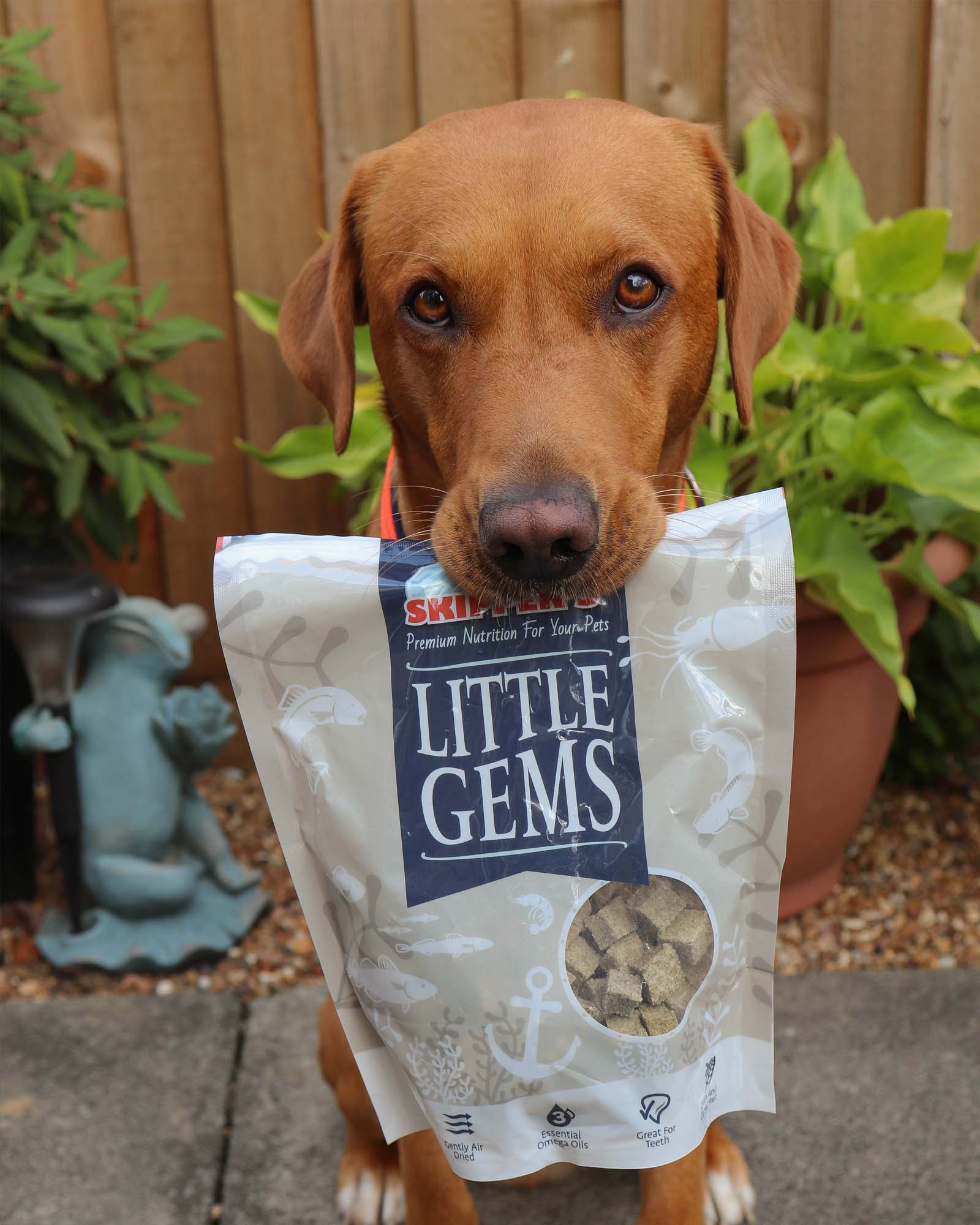Little Gems - Skipper's Pet Products