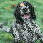 Luxury White Fish Cubes - Skipper's Pet Products