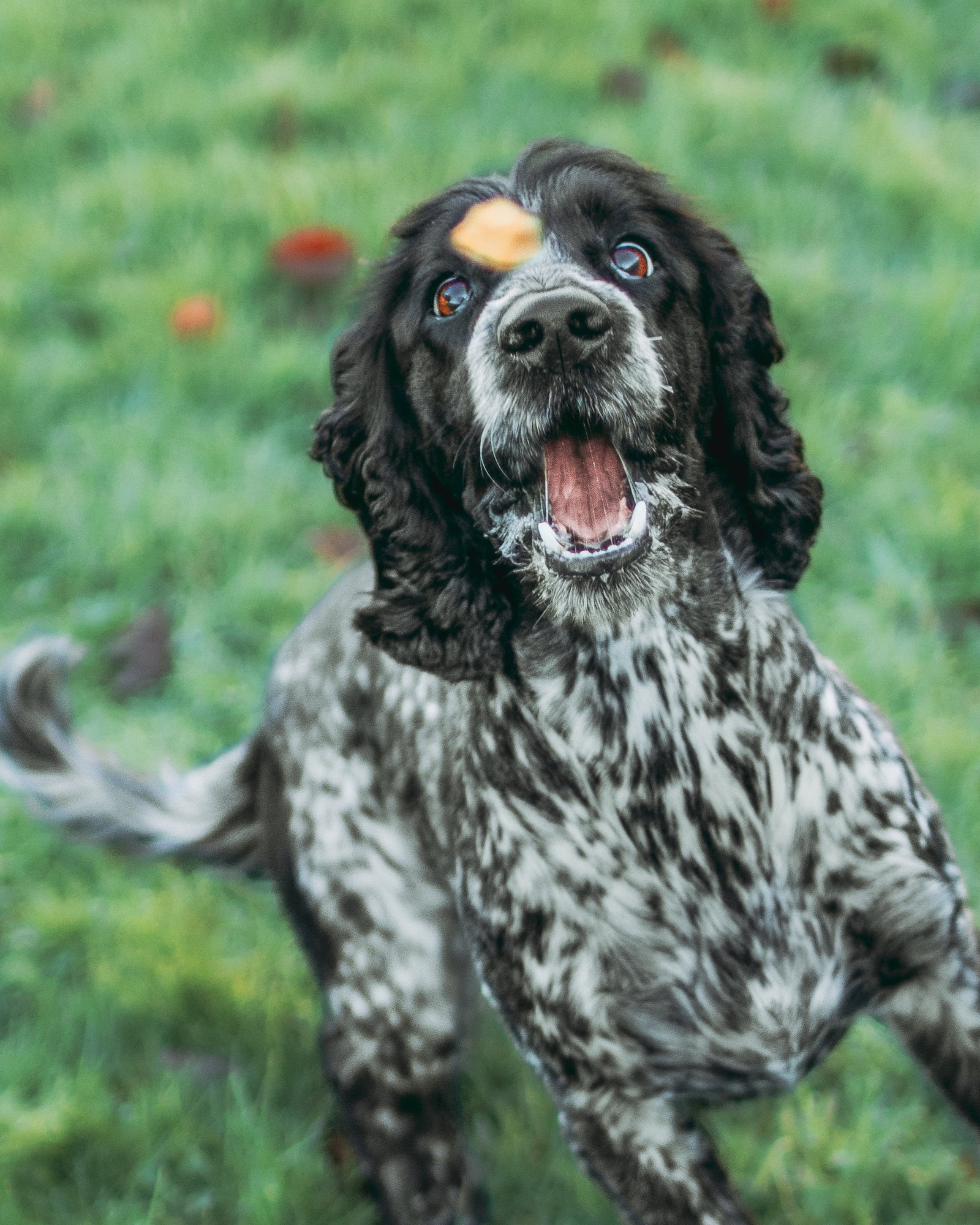 Luxury White Fish Cubes - Skipper's Pet Products