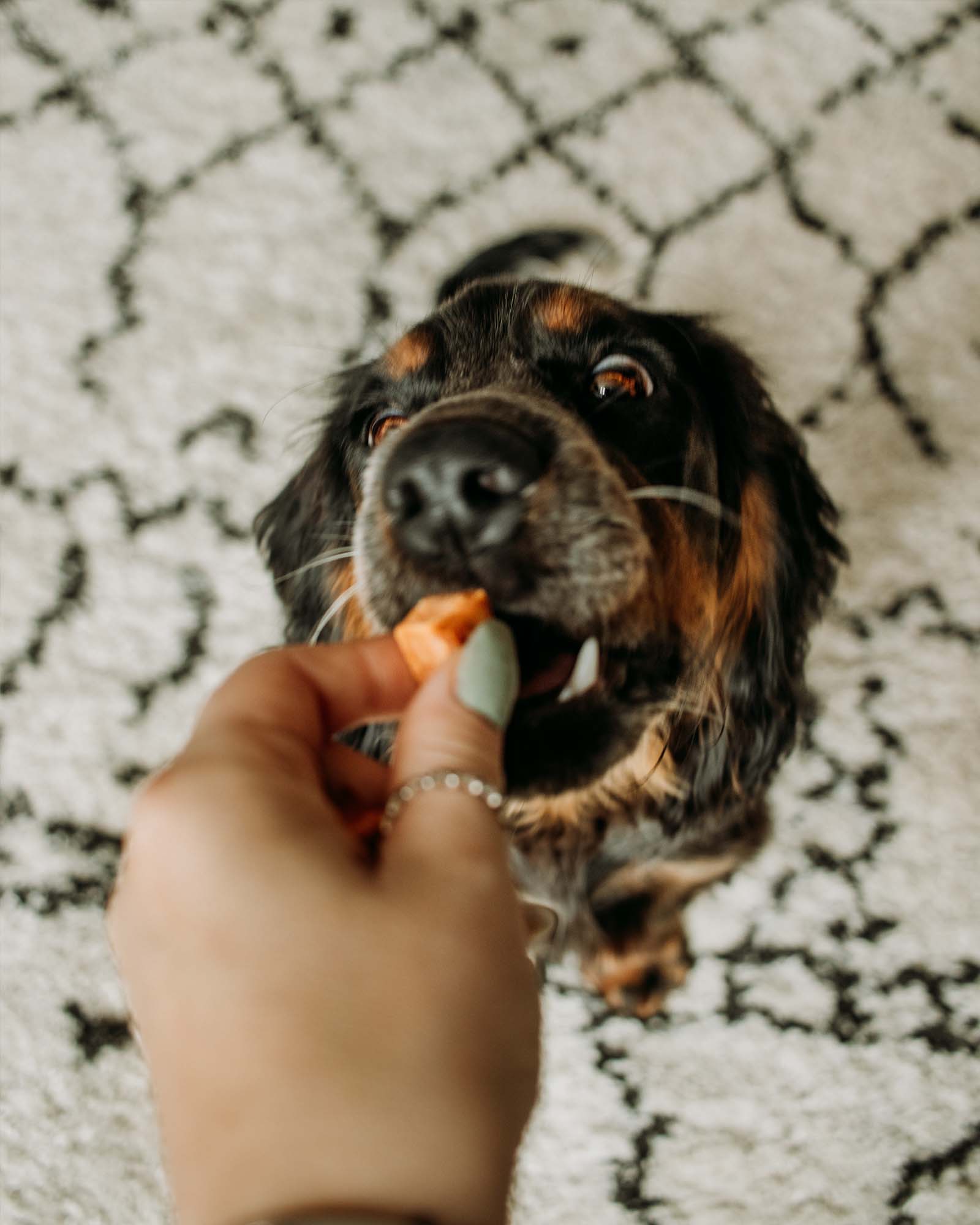 Salmon Supremes - Skipper's Pet Products