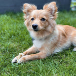 Whitefish & Herb Sausages - Skipper's Pet Products