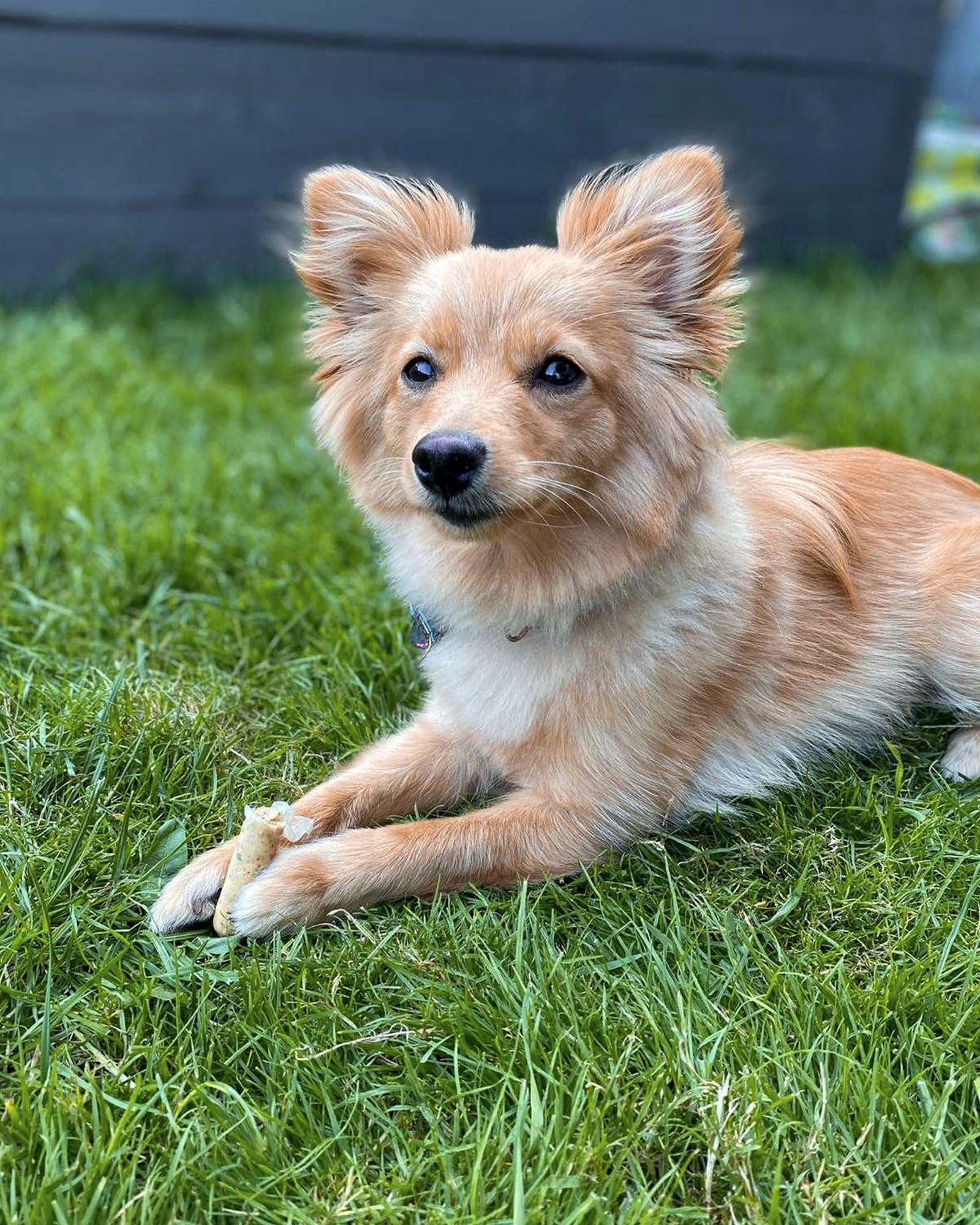 Whitefish & Herb Sausages - Skipper's Pet Products