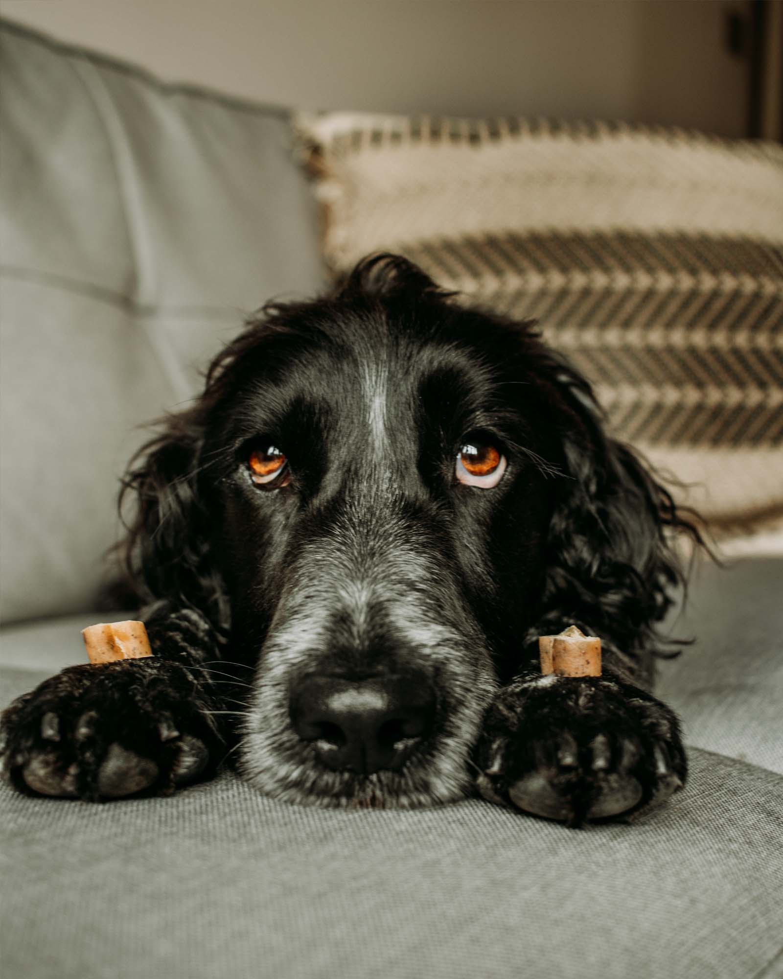 Whitefish & Herb Slices - Skipper's Pet Products