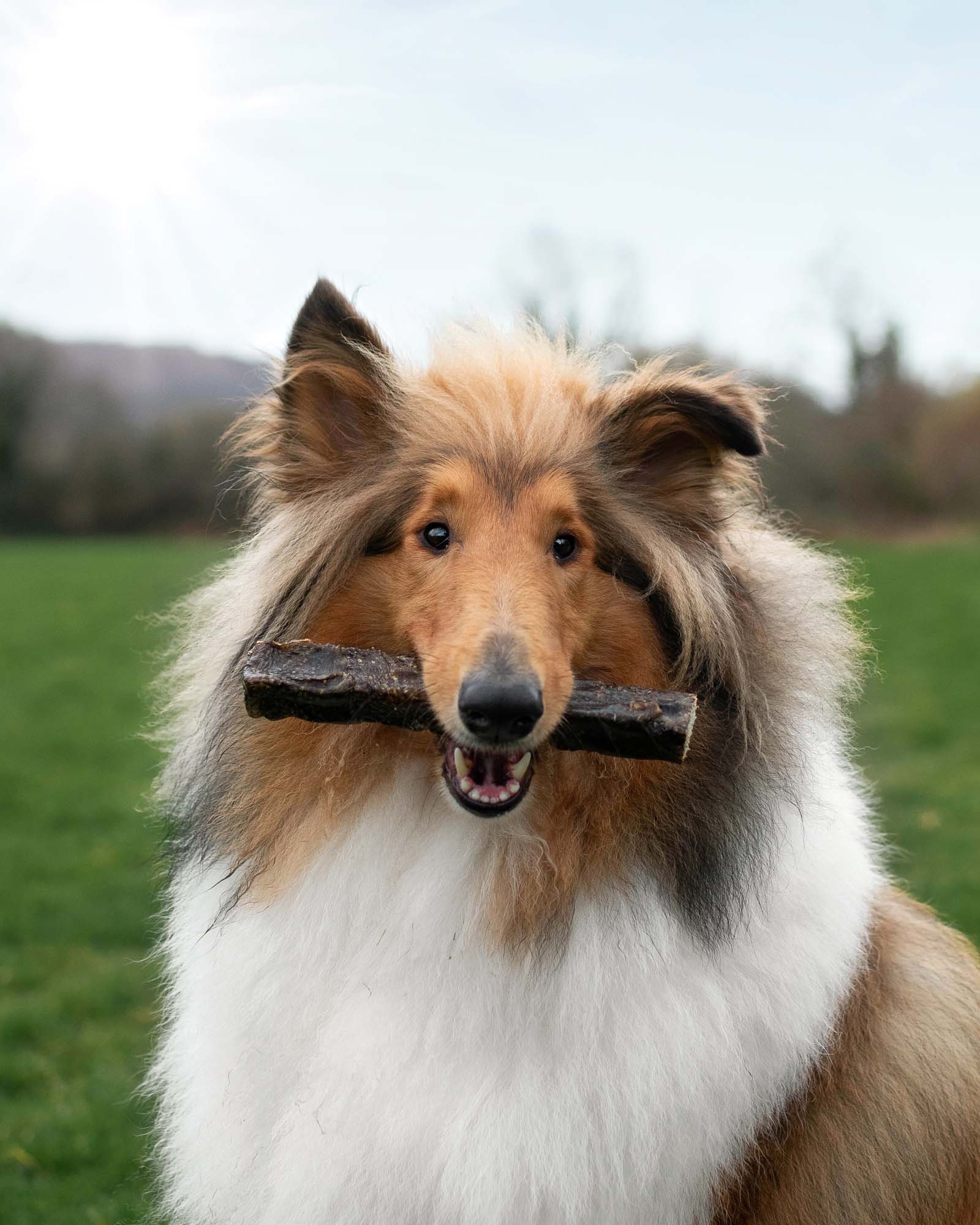 Wolf Fish Throw Sticks - Skipper's Pet Products