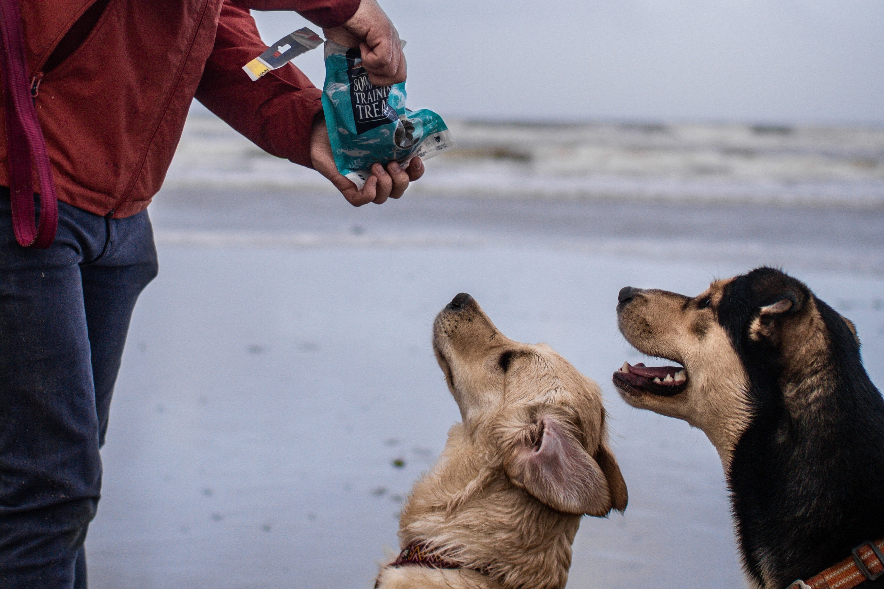 How to Train a Dog | Tips For Training Your Dog
