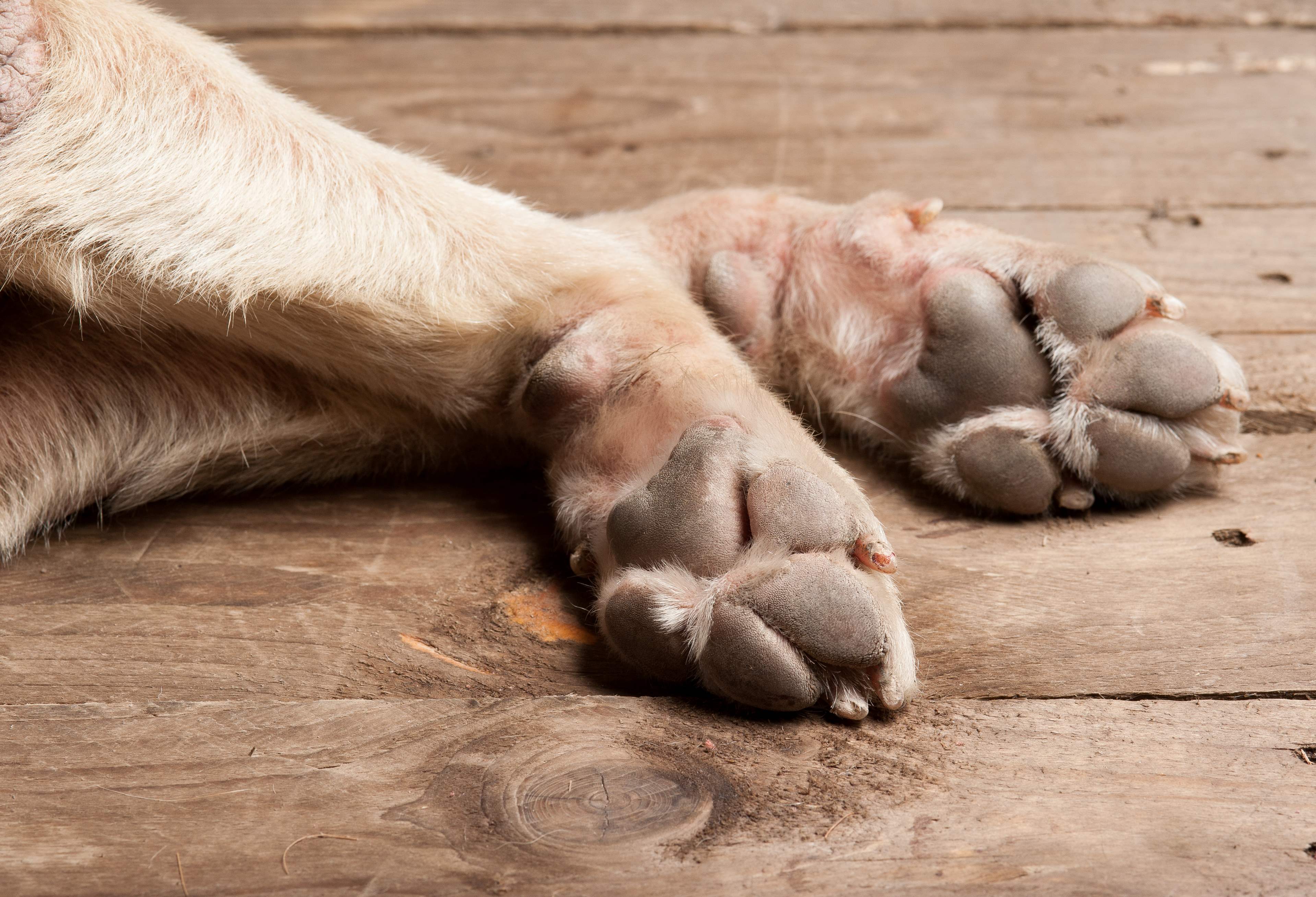 dog paws and nails