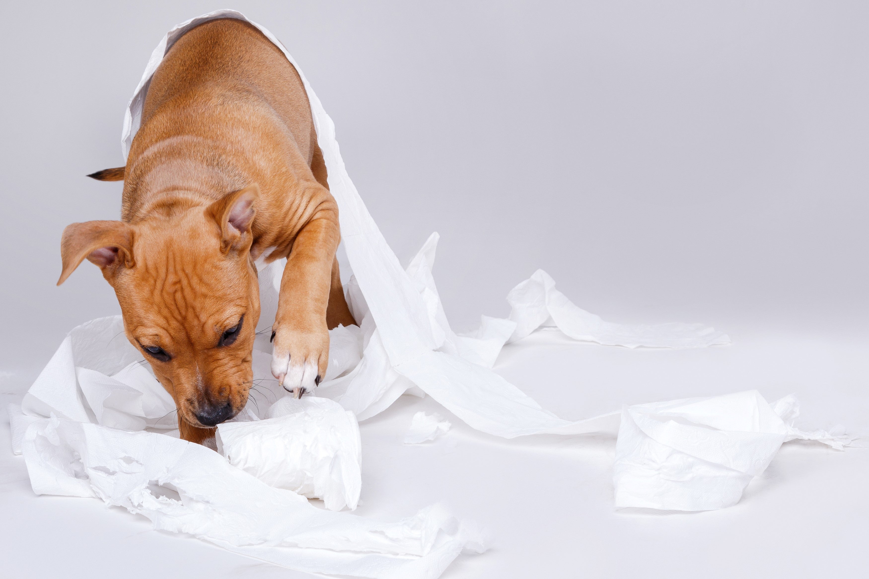 How to Toilet Train Your Dog | Dog Toilet Training