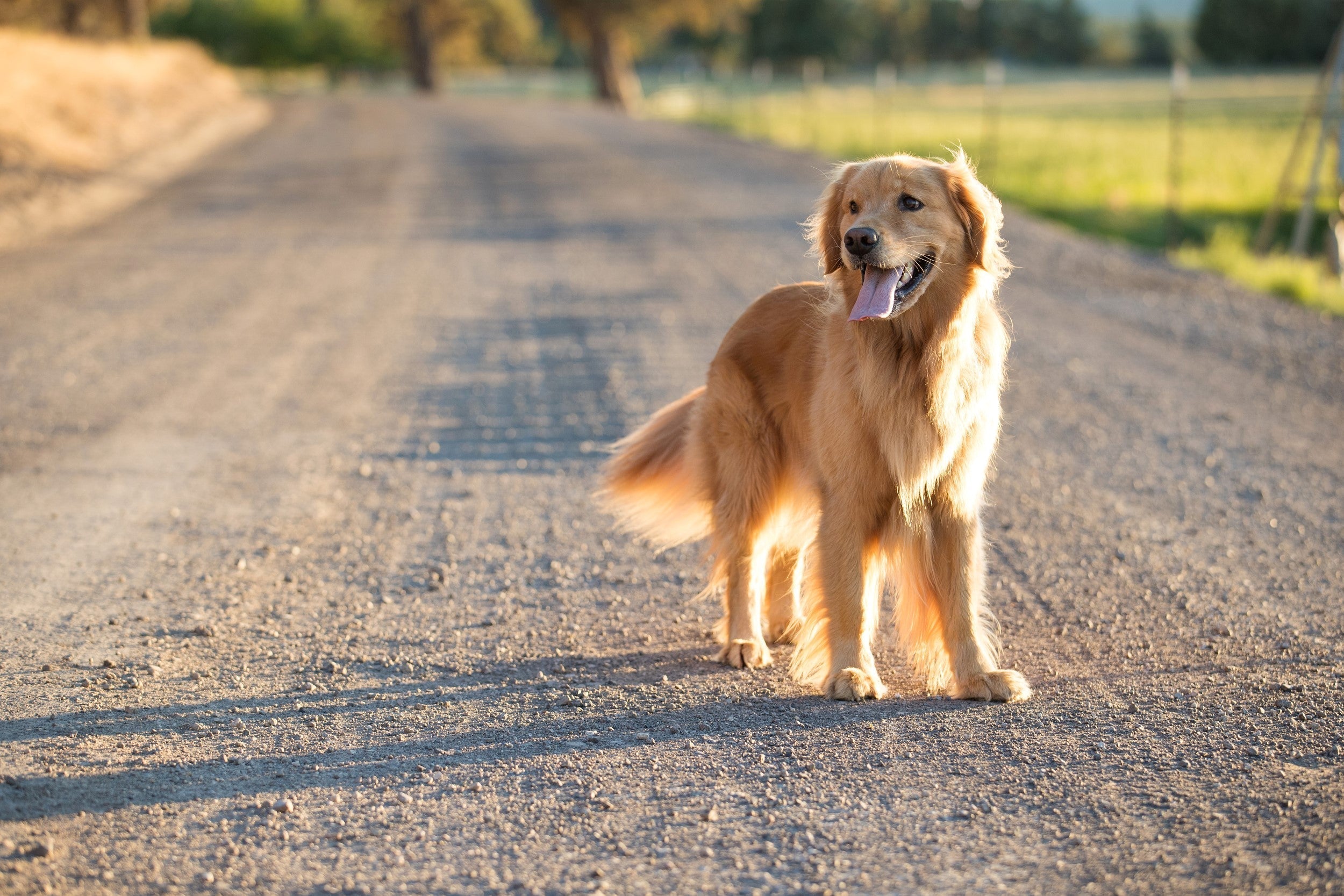 dog out on a walk stood in the middle of a gravel road