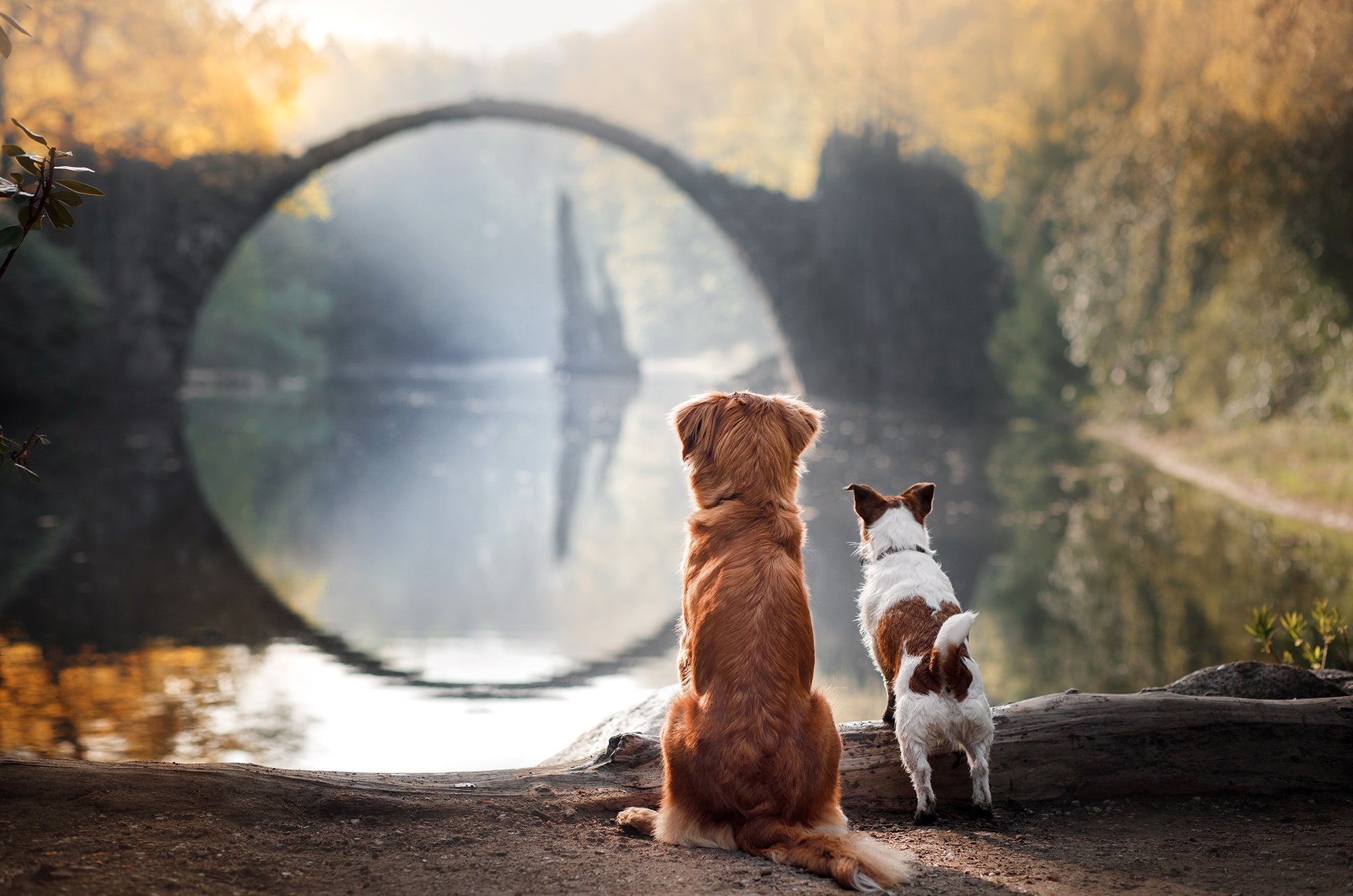 A dog lover’s guide to travelling with a dog