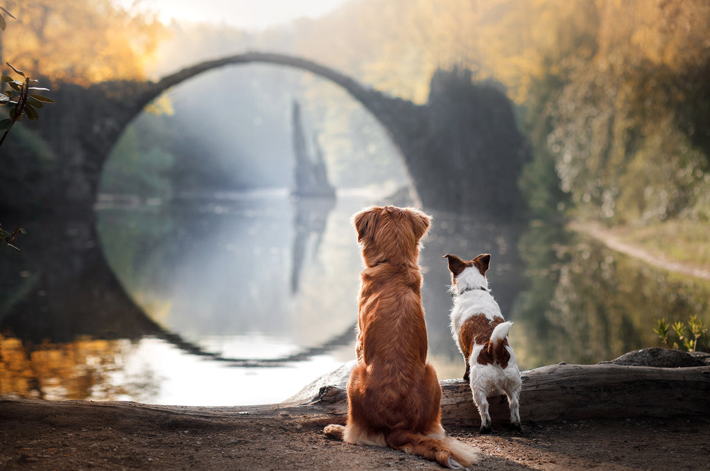 A dog lover’s guide to travelling with a dog