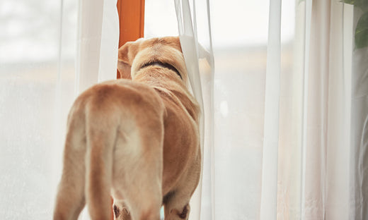 How Long Can You Leave Your Dog Alone