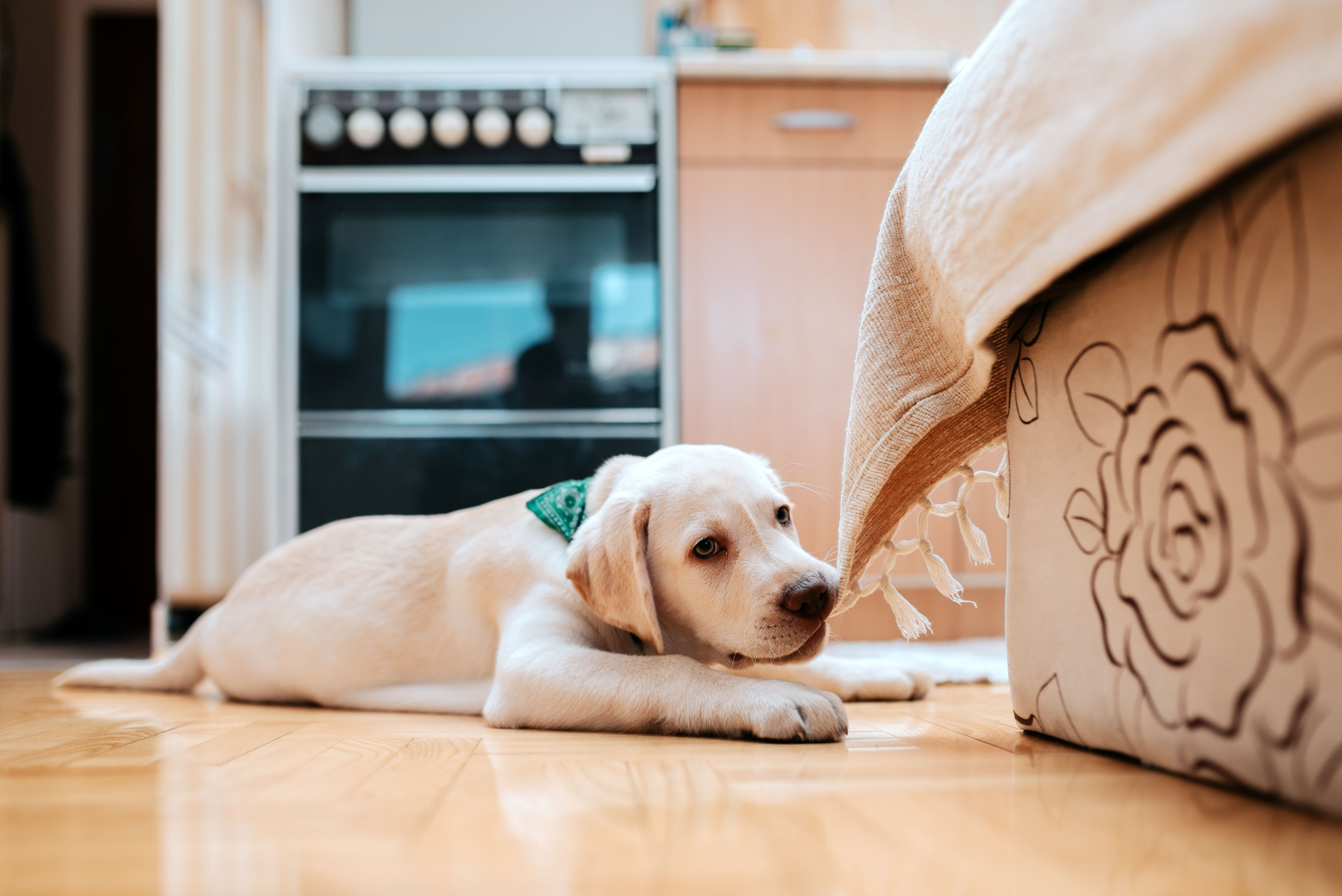 Puppy Teething | What to Do to Ease Puppy Teething Pain