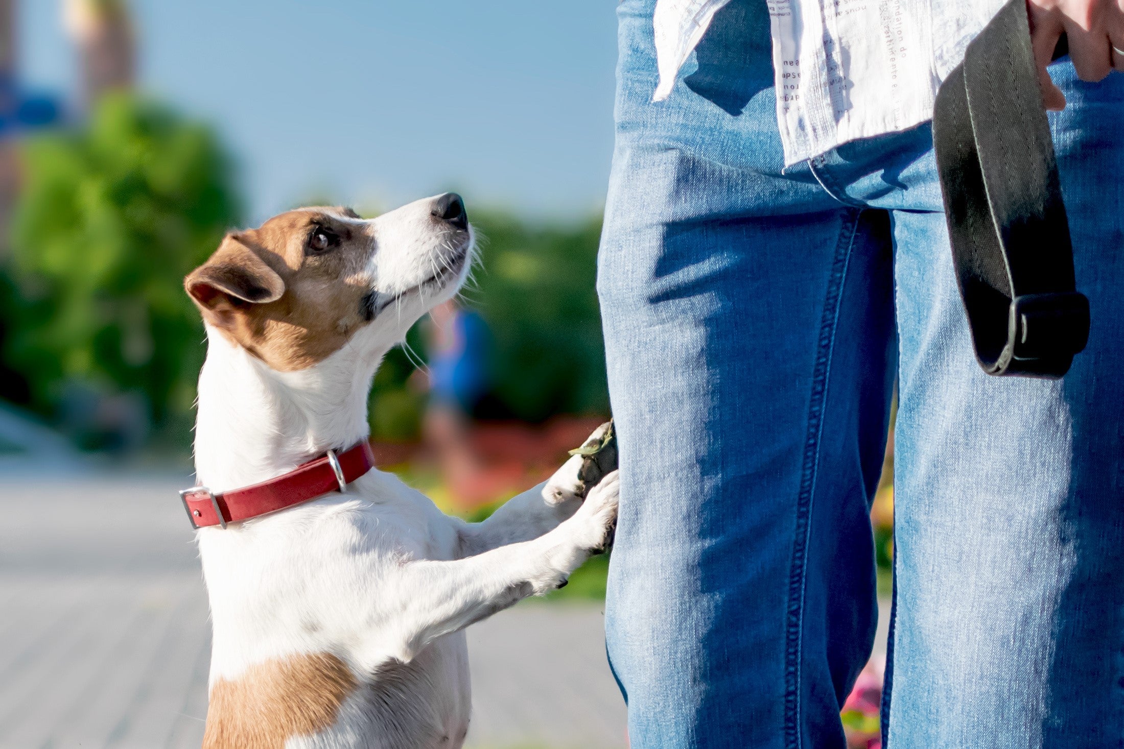How to Stop a Puppy from Jumping Up