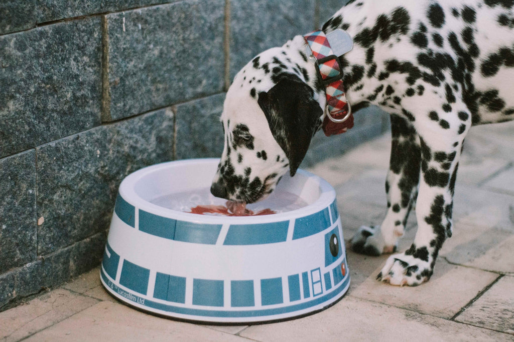 Dalmatian dog drinking from dog bowl