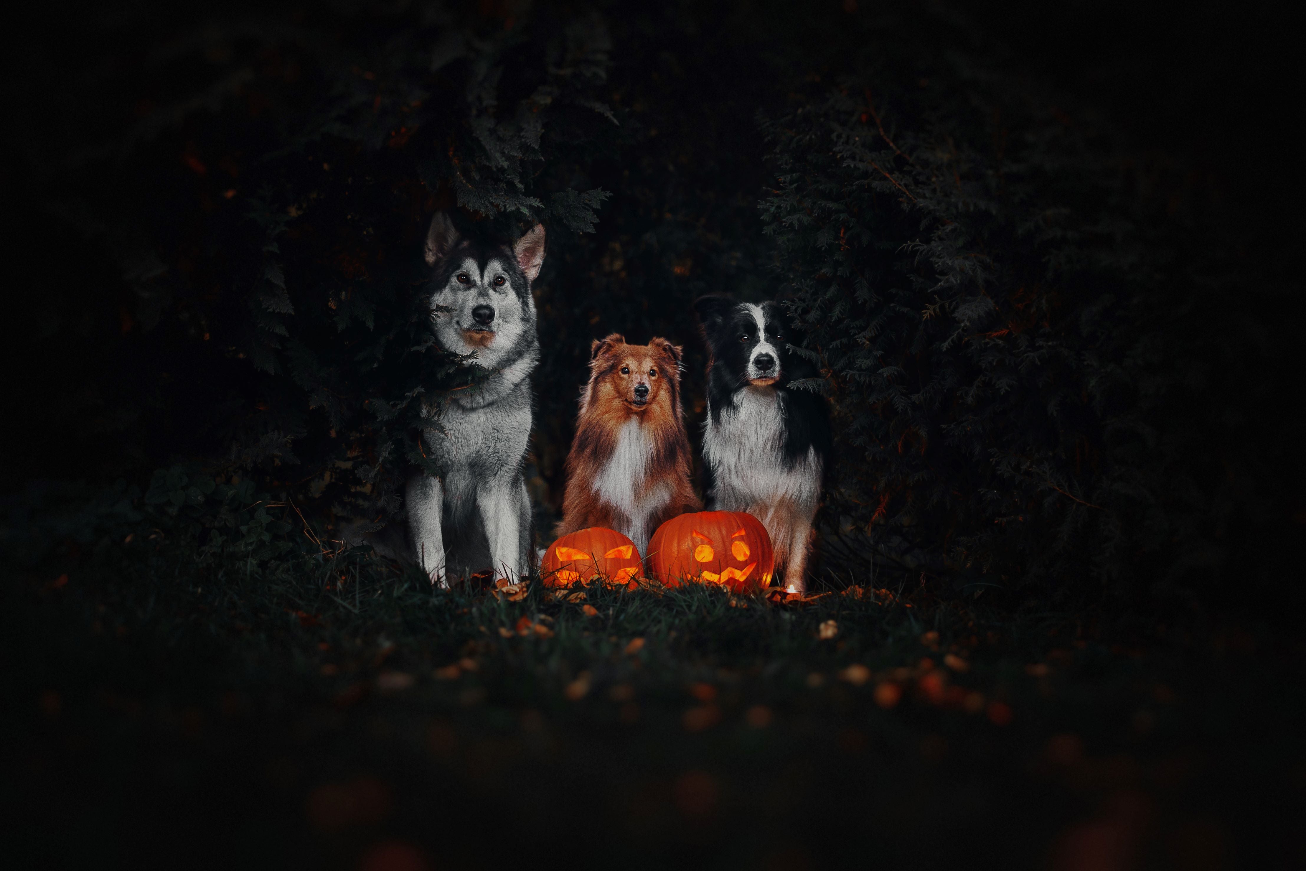 Homemade Halloween dog treats with Skipper's